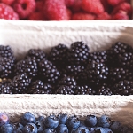 Manilla Berry